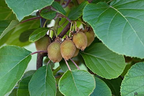2er Set Kiwi 'Jenny' – Selbstfruchtende Kiwi-Pflanze 60-100 cm | Winterhart & Starkwachsend | Actinidia deliciosa 2er Set Kiwi 'Jenny' – Selbstfruchtende Kiwi-Pflanze 60-100 cm | Winterhart & Starkwachsend | Actinidia deliciosa von pille baumschulen