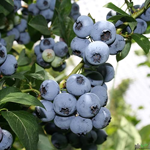 2er Set Heidelbeeren - Winterharte Blaubeeren Vaccinium Corymbosum | Große Früchte, Aromatisch & Reichtragend | Ideal für Saft & Marmelade | 30-50 cm im Topf von pille baumschulen