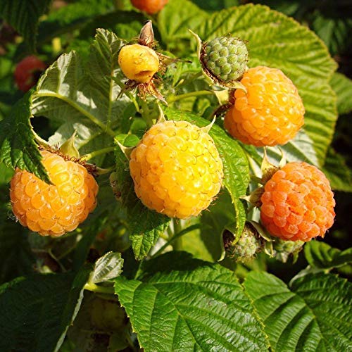 3er Set Himbeerpflanze Fallgold späte Sommer Herbst Himbeere gelb Besonderheit im 2 L Topf von pille baumschulen