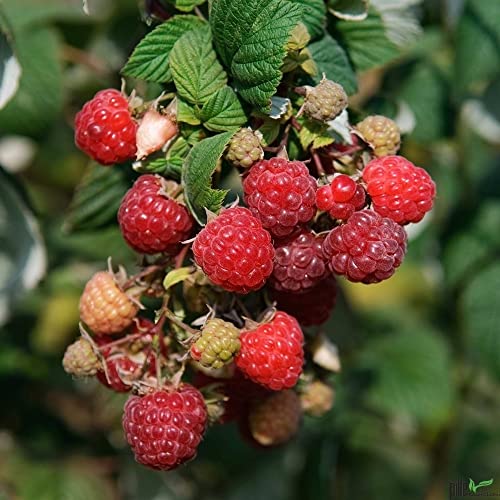 3er Set Zefa Herbsternte Himbeere Rubus 2 Ernten im Jahr im 2 L Topf Himbeerpflanze von pille baumschulen