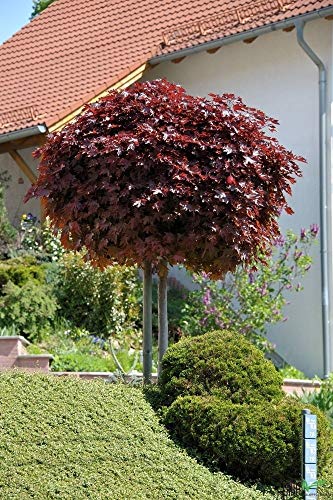 Acer platanoides Crimson Sentry Blut-Ahorn rotlaubig auf Stamm verschiedene Größen (Stammhöhe 80 cm) von pille baumschulen