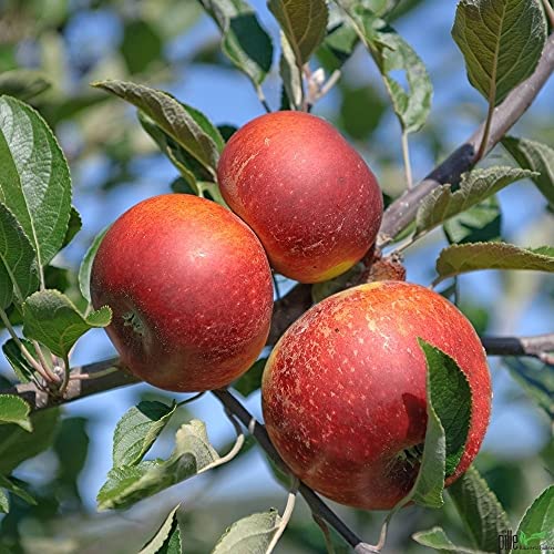 Apfelbaum Säulenapfel Säulenobst Terrassen Obstbaum Spalierobst als Säule wachsend von pille baumschulen