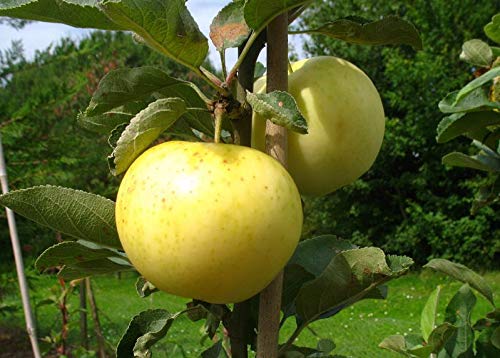 Weißer Klarapfel – Apfelbaum alte Sorte kleinbleibend | Premium Baumschulqualität | Buschform | Perfekt für Apfelmus von Pille Baumschulen