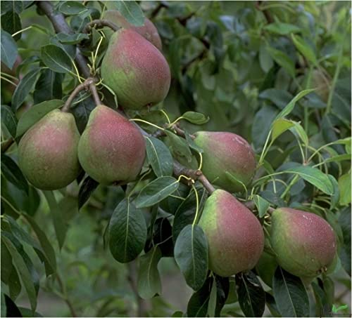 Birne Clapps Liebling Kleinobst Balkonobst Terrassenobst Birnenbaum 80-120 cm Lieferhöhe | Befruchter Gute Luise, Köstliche, Williams Christ von pille baumschulen