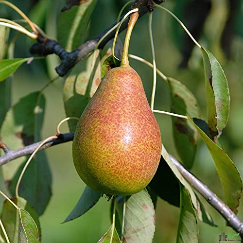 Birne Gute Luise orange Kleinobst Balkonobst Terrassenobst Birnenbaum 80-120 cm Lieferhöhe | Befruchter Elstar Clapps, Conference, Köstliche von pille baumschulen