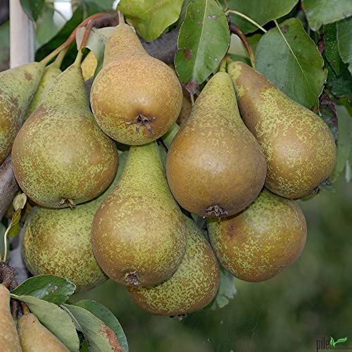 Birnenbaum Pyrus communis Terrassenobst Conference - Liefergröße 80-120 cm | Wuchshöhe 200-300 cm | Wuchsbreite 200-300 cm Birnenbaum Pyrus communis Terrassenobst Conference - Liefergröße 80-120 cm | Wuchshöhe 200-300 cm | Wuchsbreite 200-300 cm von pille baumschulen