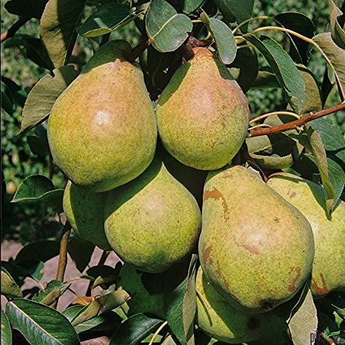 Birnenbaum grün Säulenobst Terrassen Obstbaum Spalierobst Pyrus communis von pille baumschulen