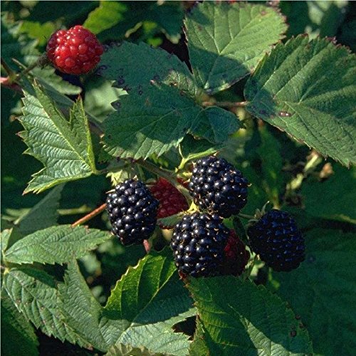 Brombeere Loch Ness Brombeeren dornenlos aromatisch süß im 2 L Topf von pille-baumschulen