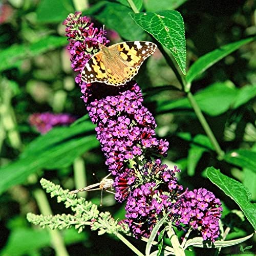 Buddleja Davidii Schmetterlingsstrauch Sommerflieder insektenfreundlich | Perfekt für Bienen, Hummeln und Schmetterlinge (40-60 cm(C3), Empire Blue) von pille baumschulen