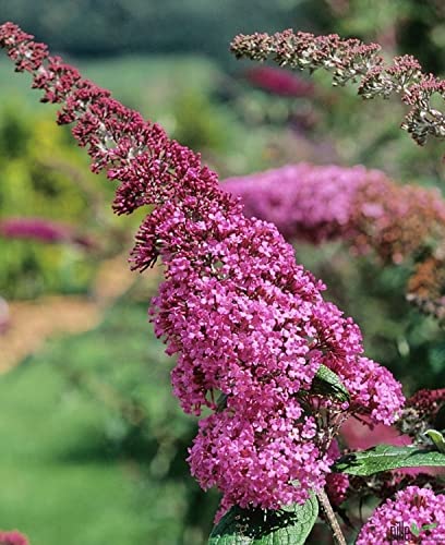 Buddleja Davidii Schmetterlingsstrauch Sommerflieder insektenfreundlich | Perfekt für Bienen, Hummeln und Schmetterlinge (40-60 cm(C3), Pink Delight) von pille baumschulen