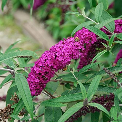 Buddleja Davidii Schmetterlingsstrauch Sommerflieder insektenfreundlich | Perfekt für Bienen, Hummeln und Schmetterlinge (80-100 cm (C7,5), Royal Red) von pille baumschulen