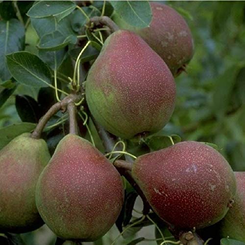 Clapps Liebling Birne Birnenbaum Sommerbirne winterhart Obstbaum 120/150 cm von pille baumschulen