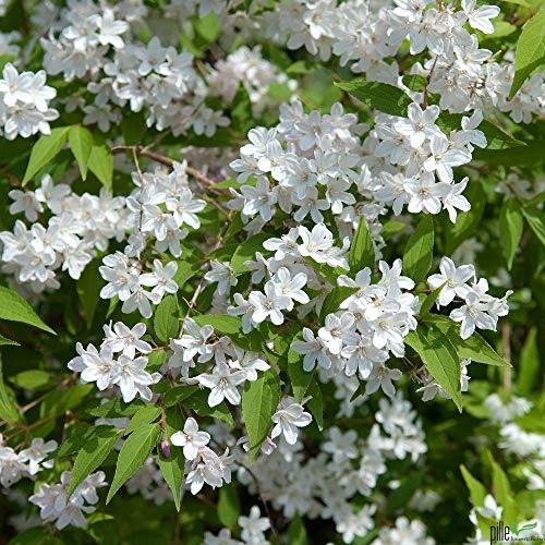 Deutzia kalmiflora Deutzie Kalmiendeutzie Sternchenstrauch verschiedene Größen (40-60 cm) von pille baumschulen