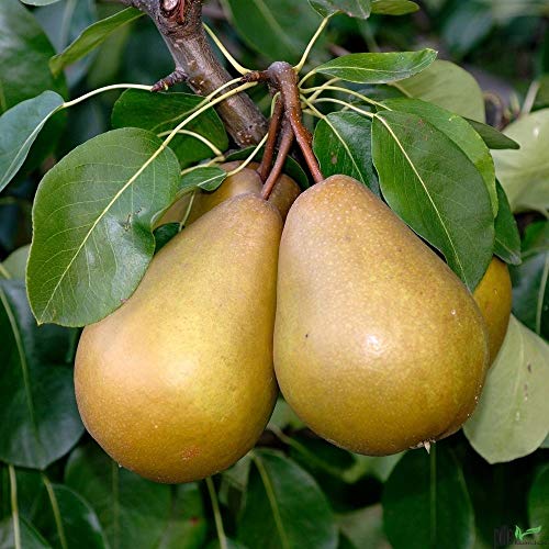 Gellerts Butterbirne – Herbstbirnenbaum kleinbleibend | Saftig & Süß | Hohe Erträge | Buschform von pille baumschulen
