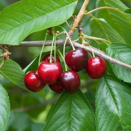 Große schwarze Knorpelkirsche dunkelroter Kirschbaum 2-jährig kleinbleibend Große schwarze Knorpelkirsche dunkelroter Kirschbaum 2-jährig kleinbleibend von pille baumschulen