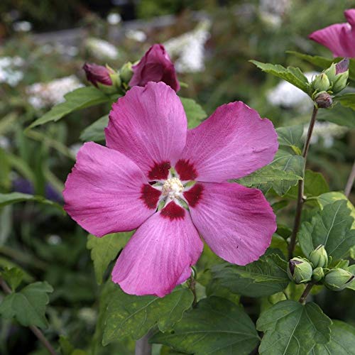 Hibiscus Stämmchen Hibiskus Garteneibisch 80cm Stamm Blue Bird Hamabo Woodbridge verschiedene Sorten (Woodbridge) von pille baumschulen