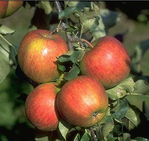 Jonagold Apfel Apfelbaum Obstbaum kleinbleibend Lagerapfel Winterapfel süß saftig Jonagold Apfel Apfelbaum Obstbaum kleinbleibend Lagerapfel Winterapfel süß saftig von pille baumschulen