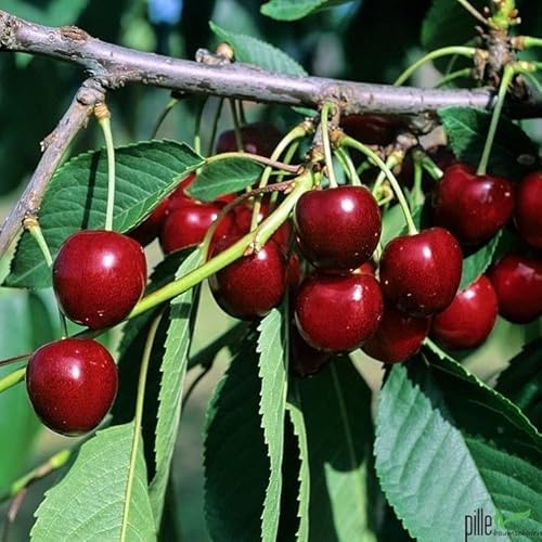 Kirschbaum Kordia Buschform 120-160 cm Lieferhöhe | Höhe je nach Schnitt bis zu 5-6 Meter von pille baumschulen