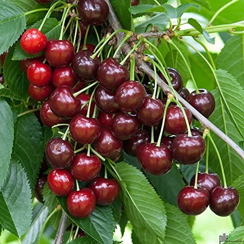 Kirschbaum Lapins | 80-120 cm Lieferhöhe |selbstfruchtende Sorte für Genießer als Terrassenobst | von pille baumschulen