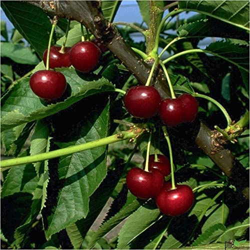 Kirschbaum Van | Buschform 120-160 cm Lieferhöhe | Höhe je nach Schnitt bis zu 5-6 Meter | mittelfrüh und festfleischig von pille baumschulen