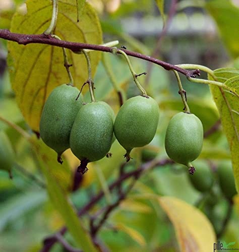 Kiwipflanze selbstfruchtend Isaii Mini Kiwi winterhart glattschalig sofort mit Schale essbar von pille baumschulen