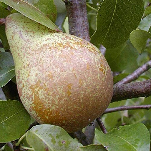 Köstliche von Charneux Birne Birnenbaum Herbstbirne kleinbleibend sehr saftig von pille baumschulen