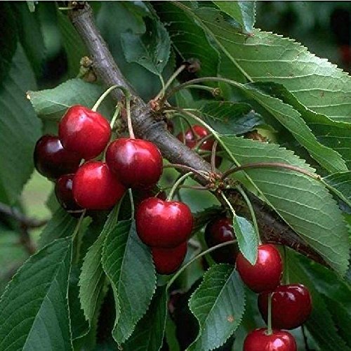 Obstbaum Kirsche Kirschbaum Busch Form rot Burlat Süßkirsche 120-160 cm - hochwertige Baumschul Qualität direkt vom Fachhändler von pille-baumschulen