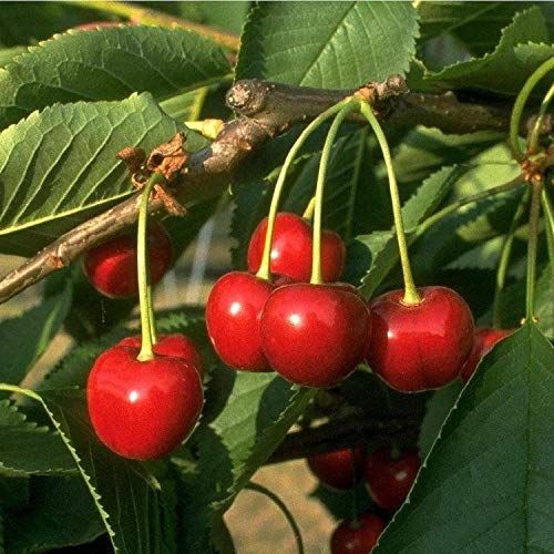 Obstbaum Kirsche Kirschbaum Busch Form rot Hedelfinger Riesenkirsche kleinbleibend - hochwertige Baumschul Qualität direkt vom Fachhändler von pille baumschulen