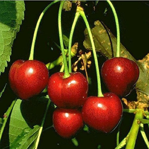 Obstbaum Kirsche Kirschbaum Busch Form rot Kordia Süßkirsche kleinbleibend - hochwertige Baumschul Qualität direkt vom Fachhändler von pille-baumschulen