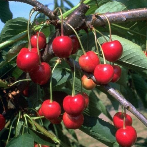 Obstbaum Kirsche Kirschbaum Busch Form rot Schneiders späte Knorpelkirsche Süßkirsche 120-160 cm - hochwertige Baumschul Qualität direkt vom Fachhändler von pille-baumschulen