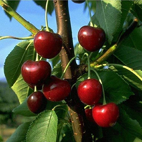 Obstbaum Kirsche Kirschbaum Busch Form rot große schwarze Knorpelkirsche Süßkirsche 80-120 cm - hochwertige Baumschul Qualität direkt vom Fachhändler von pille-baumschulen