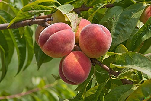 Pfirsich Baum Säulenobst Terrassen Obstbaum Spalierobst als Säule wachsend Prunus Persica von pille baumschulen