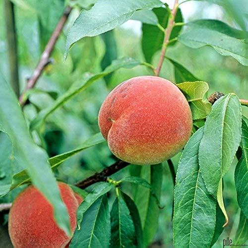 Pfirsich Kernechter vom Vorgebirge Pfirsichbaum Obstbaum 80-120 cm 2-jährig im 7,5 Liter Topf von pille-baumschulen