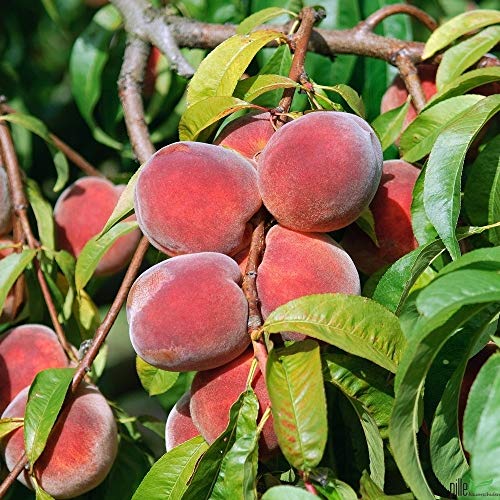 Pfirsichbaum winterhart Red Haven Pfirsich Obstbaum 80-120 cm 2-jährig im Topf von pille baumschulen