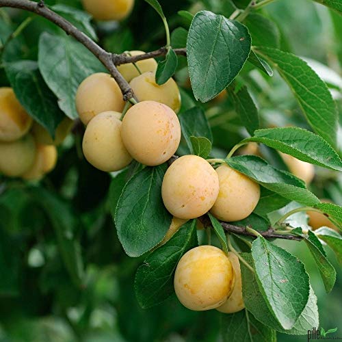 Pflaume Pflaumenbaum Prunus domestica Buschform Mirabelle Nancy | 120-160 cm Lieferhöhe | von pille baumschulen