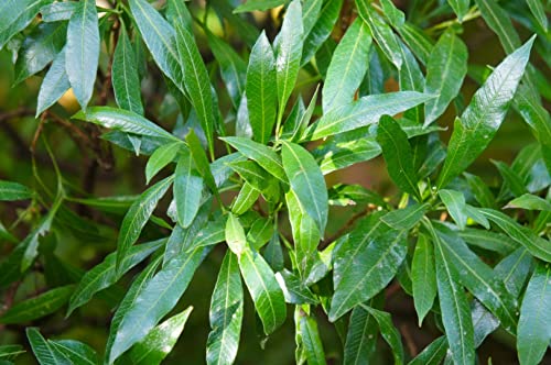 Prunus 'Caucasica' Kirschlorbeer Heckenpflanzen 40-60 cm immergrün Sichtschutz im Topf Kirsch-Lorbeeren blickdicht von pille baumschulen