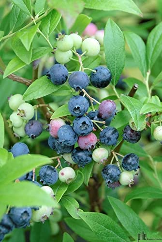 Reichtragende Kultur Heidelbeere Bluecrop Vaccinium corymbosum 30-40 cm von pille baumschulen