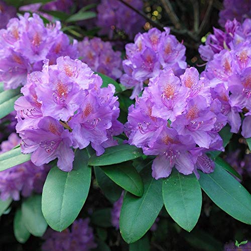 Rhododendron Hybride 'Catawbiense Grandiflorum' – Alpenrose 30-40 cm | Immergrün & Winterhart | Frühlingsblüher von pille baumschulen