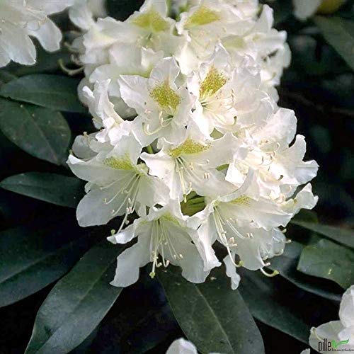 Rhododendron Hybride 40-50 cm Alpenrose Frühlingsblüher verschiedene Sorten (Cunningham's White) von pille baumschulen