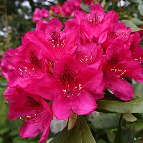 Rhododendron Hybride 40-50 cm Alpenrose Frühlingsblüher verschiedene Sorten (Nova Zembla) von pille baumschulen