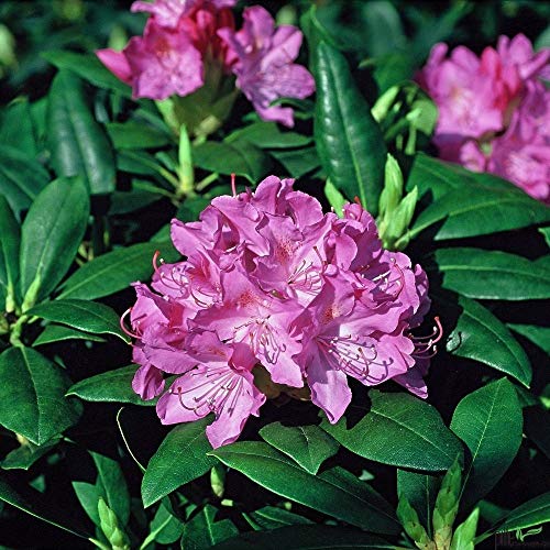 Rhododendron Hybride 40-50 cm Alpenrose Frühlingsblüher verschiedene Sorten (Roseum Elegans) von pille baumschulen