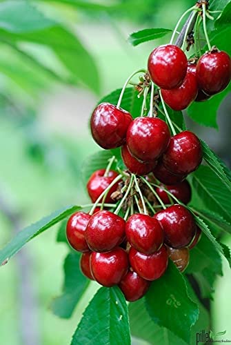 Rote Süßkirsche Säulenobst Terrassen Obstbaum Spalierobst als Säule wachsend Kirschbaum 'Prunus avium' von pille baumschulen