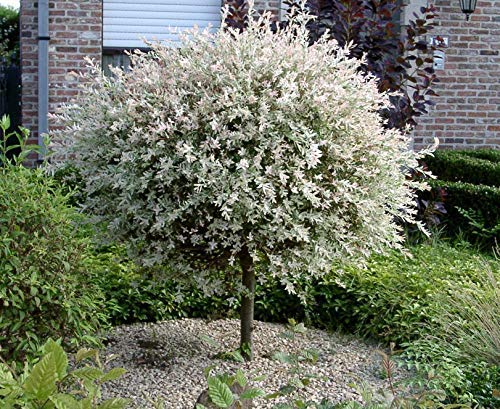 Salix Hakuro Nishiki japanische Harlekin Weide Stämmchen Stamm - viele Größen (Stammhöhe 125 cm) von pille baumschulen