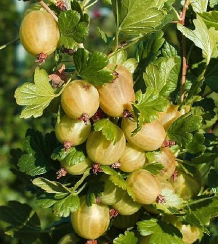 Stachelbeere Hinnonmäki gelb große süße Früchte platzfest Busch von pille baumschulen