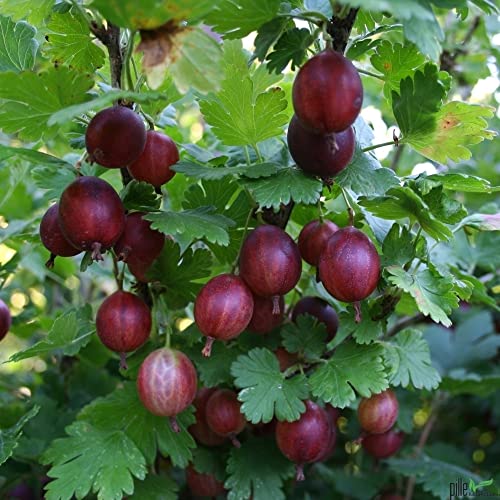 Stachelbeere Hinnonmäki rot große süße Früchte platzfest Busch von pille baumschulen