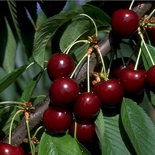 Süßkirsche Sylvia Säulenobst Terrassen Obstbaum Spalierobst als Säule wachsend von pille baumschulen