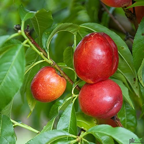 Teller-Nektarine Busch Prunus persica nucipersica 100-150 cm Lieferhöhe, Stammhöhe ca 40-60 cm von pille baumschulen