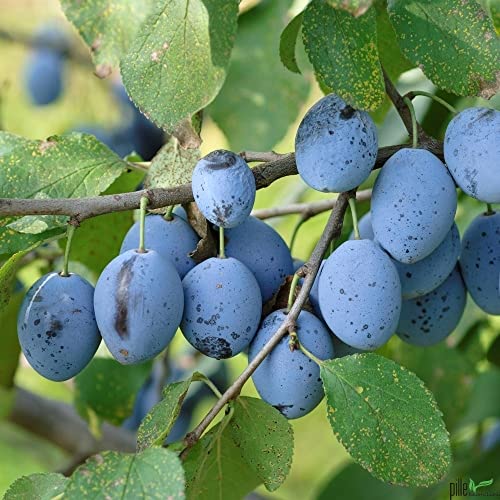 Terrassenobst Graf Althans Kleinobst Balkonobst Pflaumenbaum 80-120 cm Lieferhöhe | Befruchter Oullins von pille baumschulen