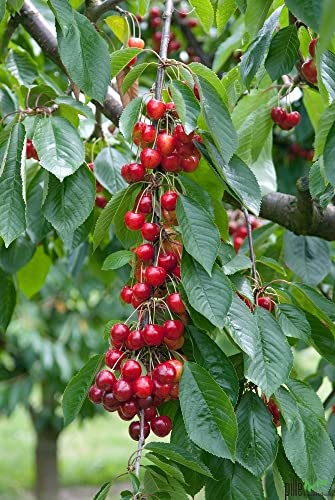 Terrassenobst Kirsche Kleinobst Balkon Terrasse Kirschbaum Obstbaum Büttners 80-120 cm | Befruchter Große Schwarze Knorpelkirsche, Hedelfinger oder Schneiders von pille baumschulen