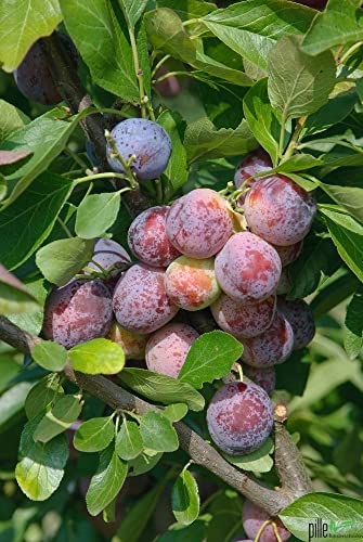 Terrassenobst Pflaume Opal Kleinobst Balkonobst Pflaumenbaum 80-120 cm Lieferhöhe | selbstfruchtend von pille baumschulen